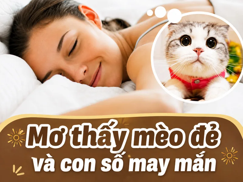 Một số quan niệm dân gian liên hệ giấc mơ mèo sinh con với các con số biểu tượng, nhưng những liên tưởng này chỉ mang tính tham khảo.